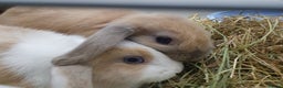 Mini Lop rabbits for sale: Pair of friendly baby mini lops for loving home - Advert 2