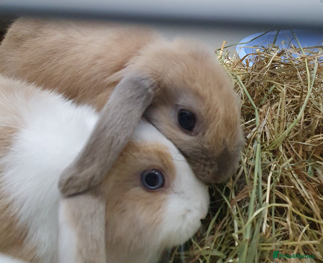 Mini Lop rabbits for sale: Pair of friendly baby mini lops for loving home - Advert 2