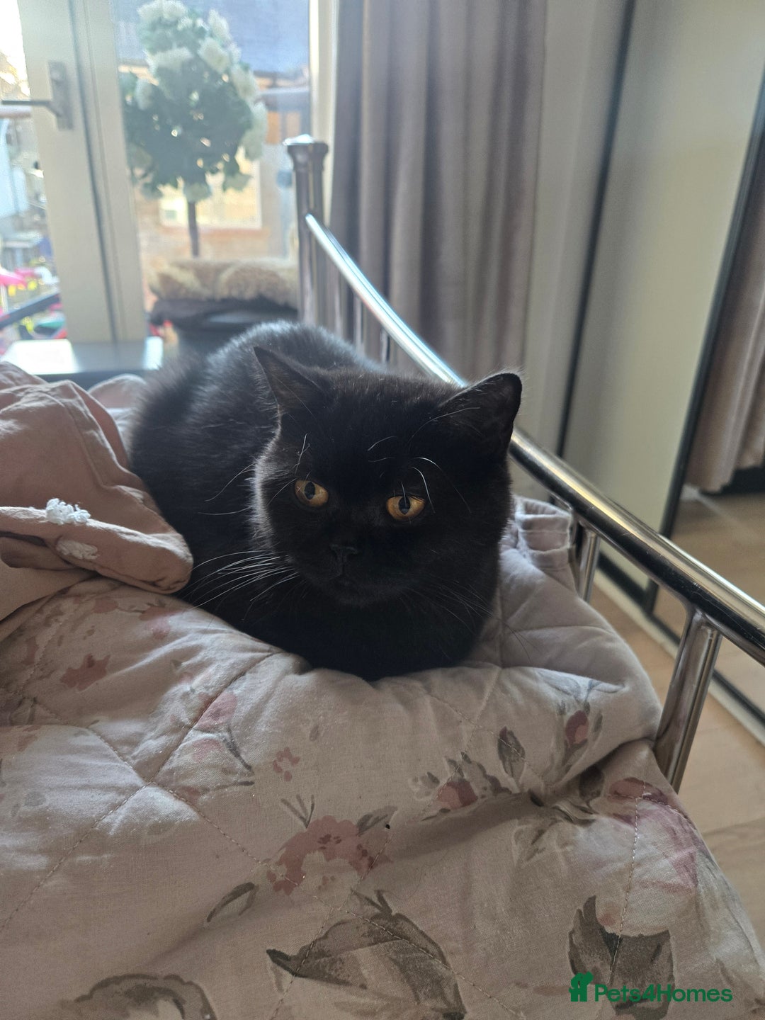 British Shorthair cats for sale: British Shorthair Black female - Advert 14