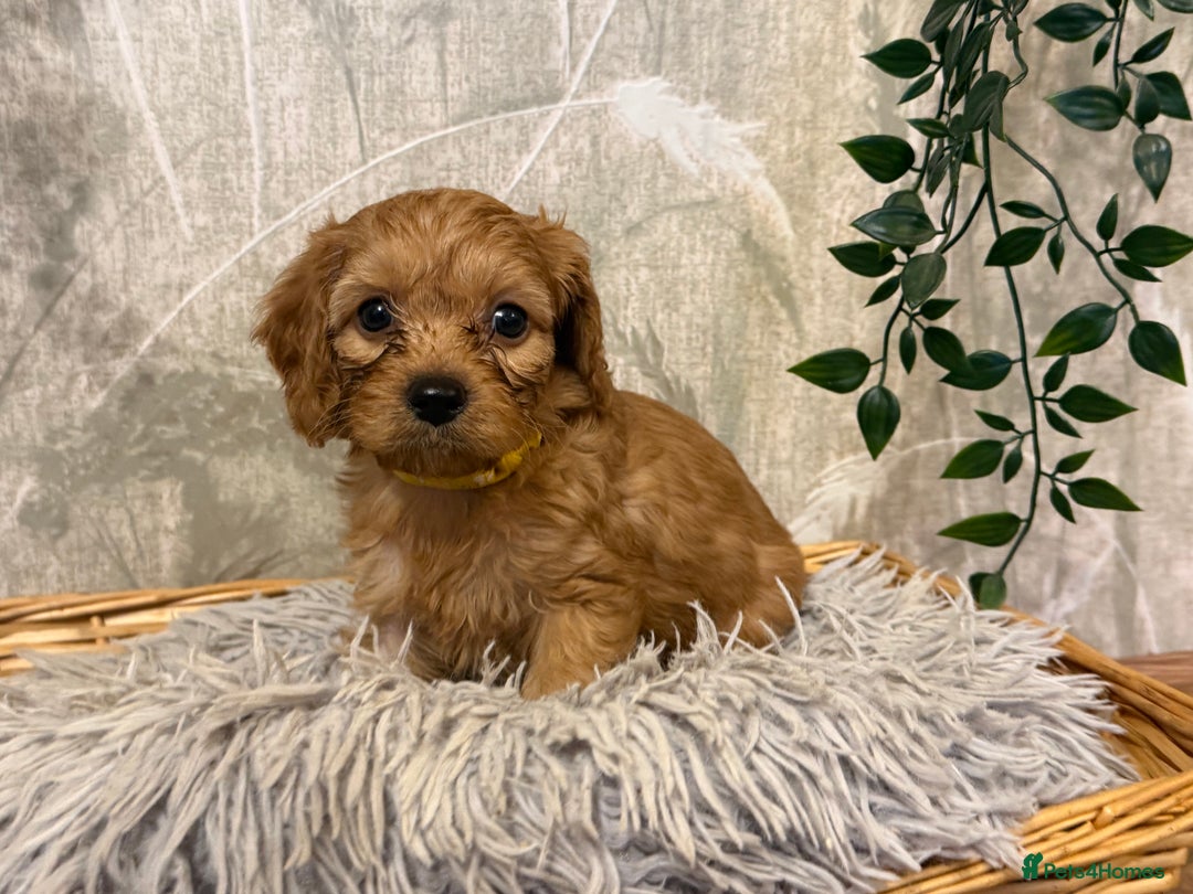 Cavapoo dogs for sale: Beautiful F1 Cavapoos  - Advert 10