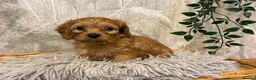 Cavapoo dogs for sale: Beautiful F1 Cavapoos  - Advert 12