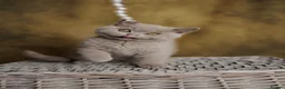 British Shorthair cats for sale: Choco Lilac Red Bicolour British Short Long-haird - Advert 17