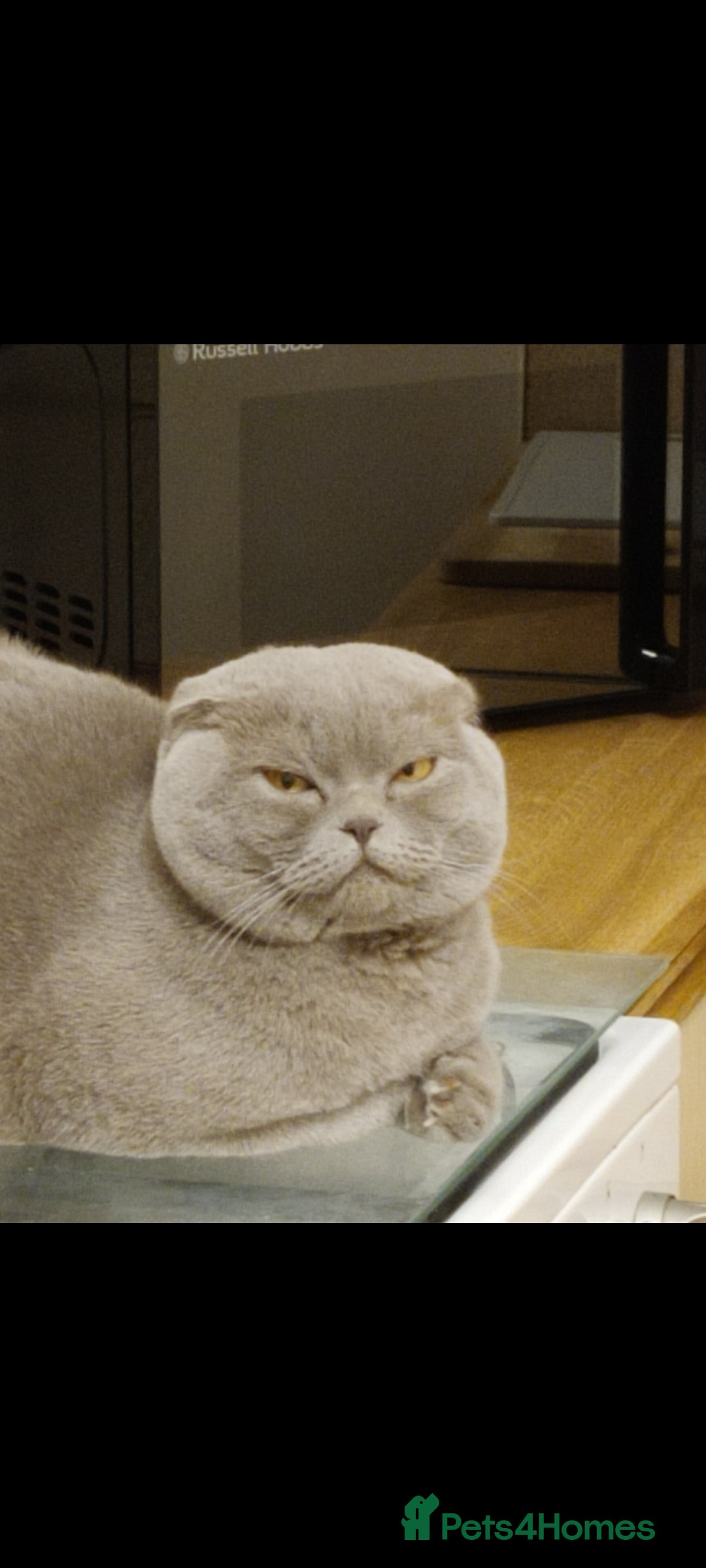 Scottish Fold cats for sale: Show quality Scottish fold  - Advert 3