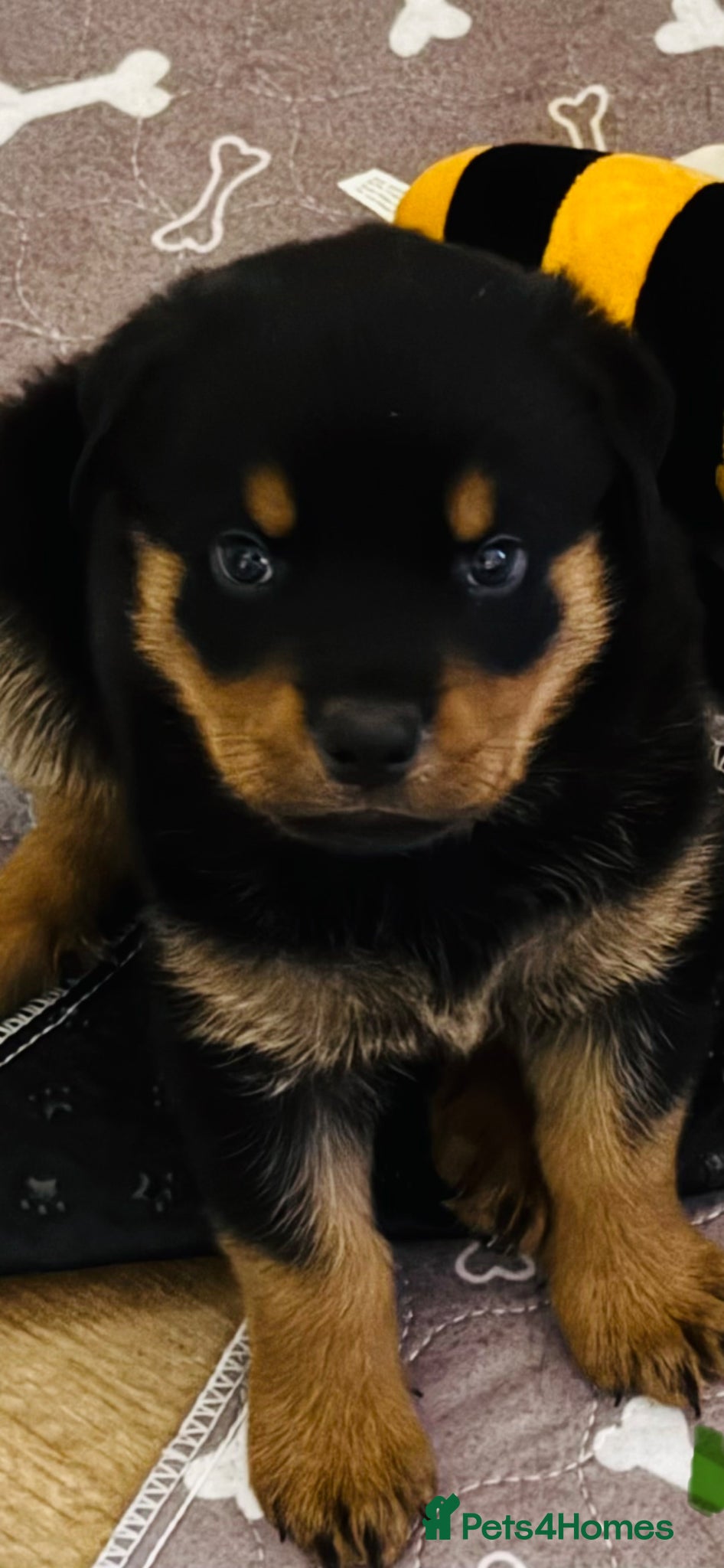 Rottweiler dogs Pedigree Rottweiler puppies for sale - Advert 14