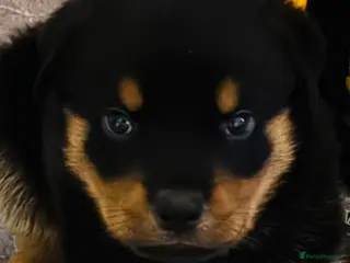 Rottweiler dogs Pedigree Rottweiler puppies for sale - Advert 14