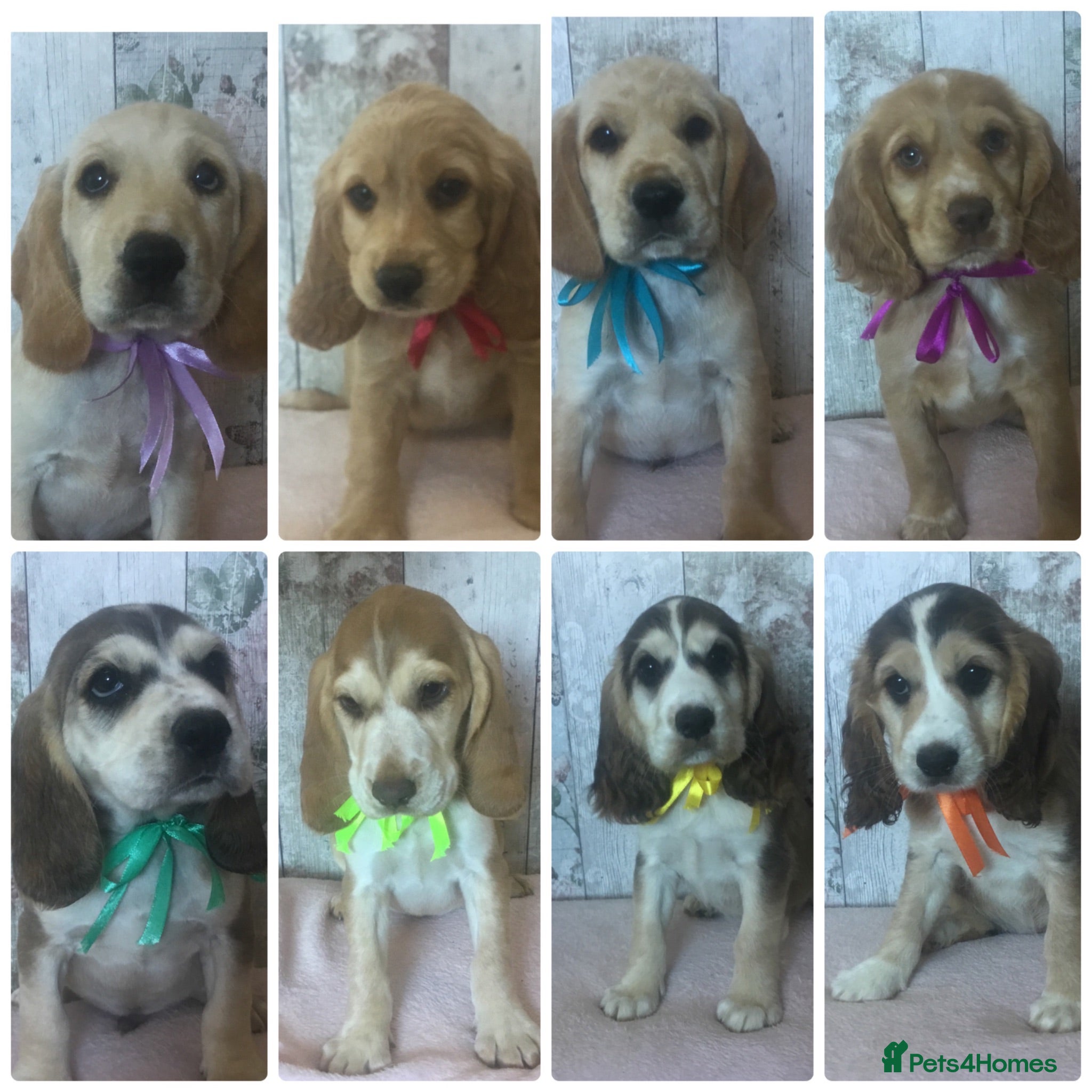 Cockerdor dogs Cockador pups. Confident, Social & full of life  - Advert 1