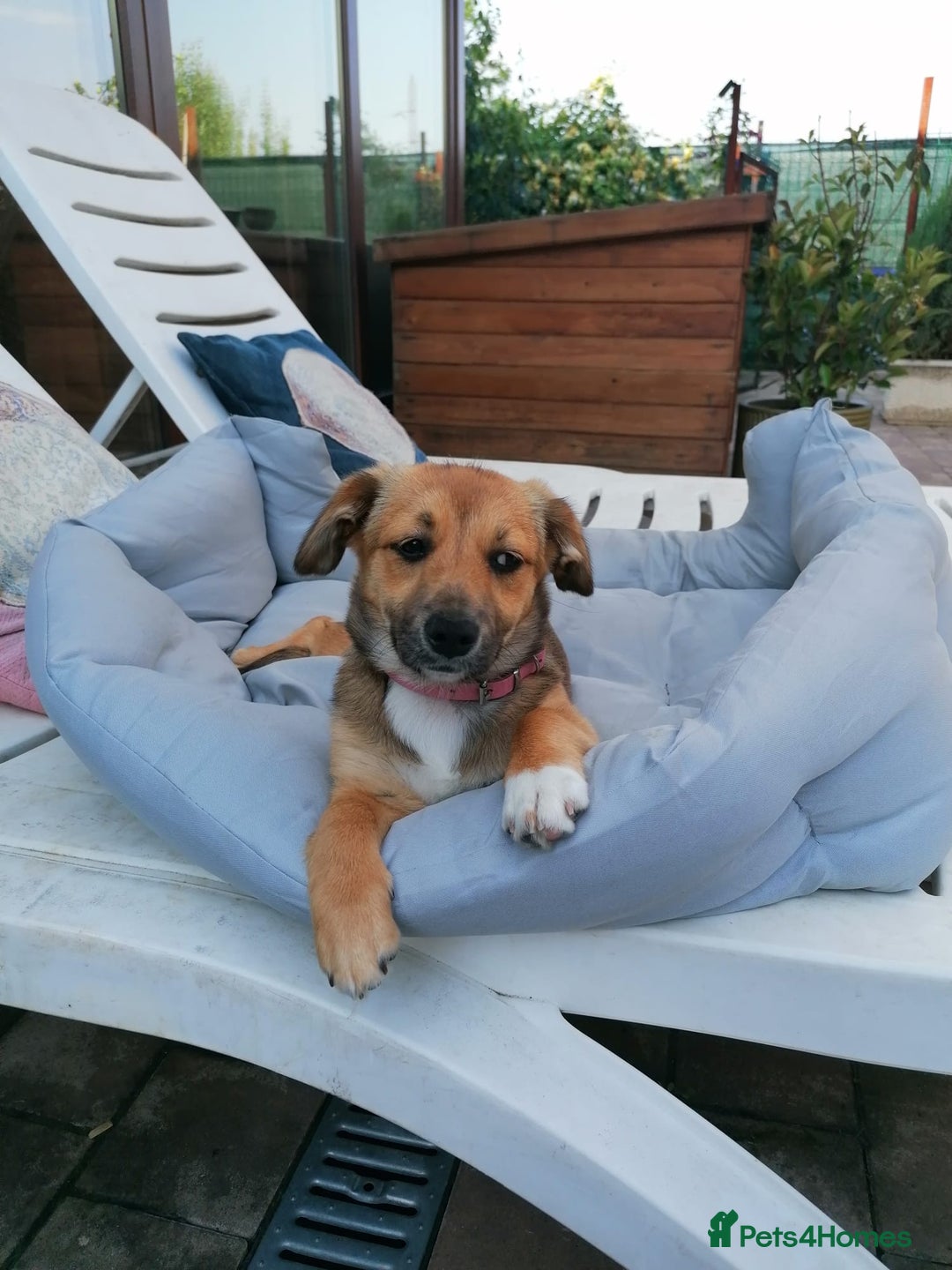Mixed Breed dogs for adoption: Pilly, a superb small puppy girl for a Loving Home - Image 1