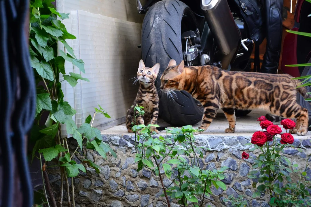 Bengal cats for stud: Impressive Stud Bengal TICA WCF reg in Harlow - Advert 6