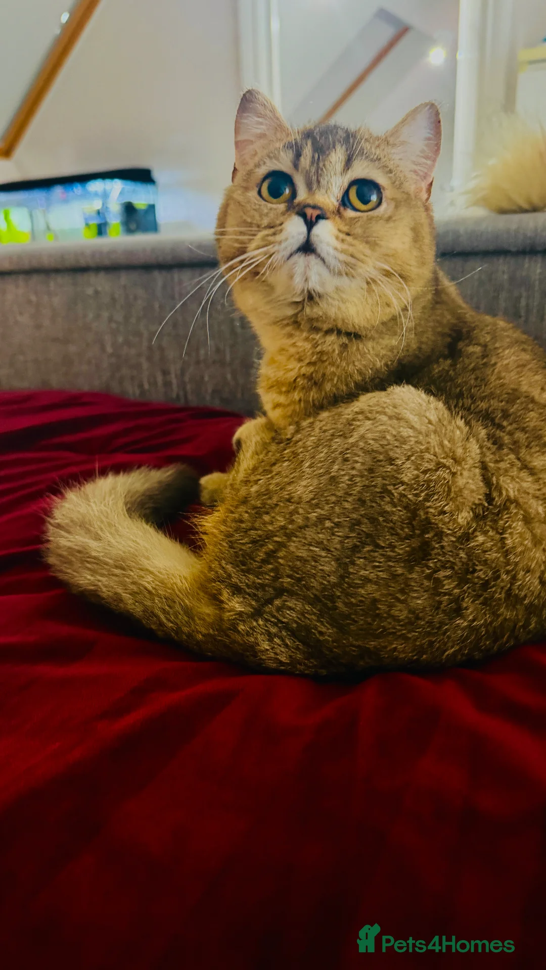 British Shorthair cats for sale: British short hair in London - Advert 1