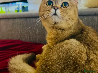 British Shorthair cats British short hair - Advert 1