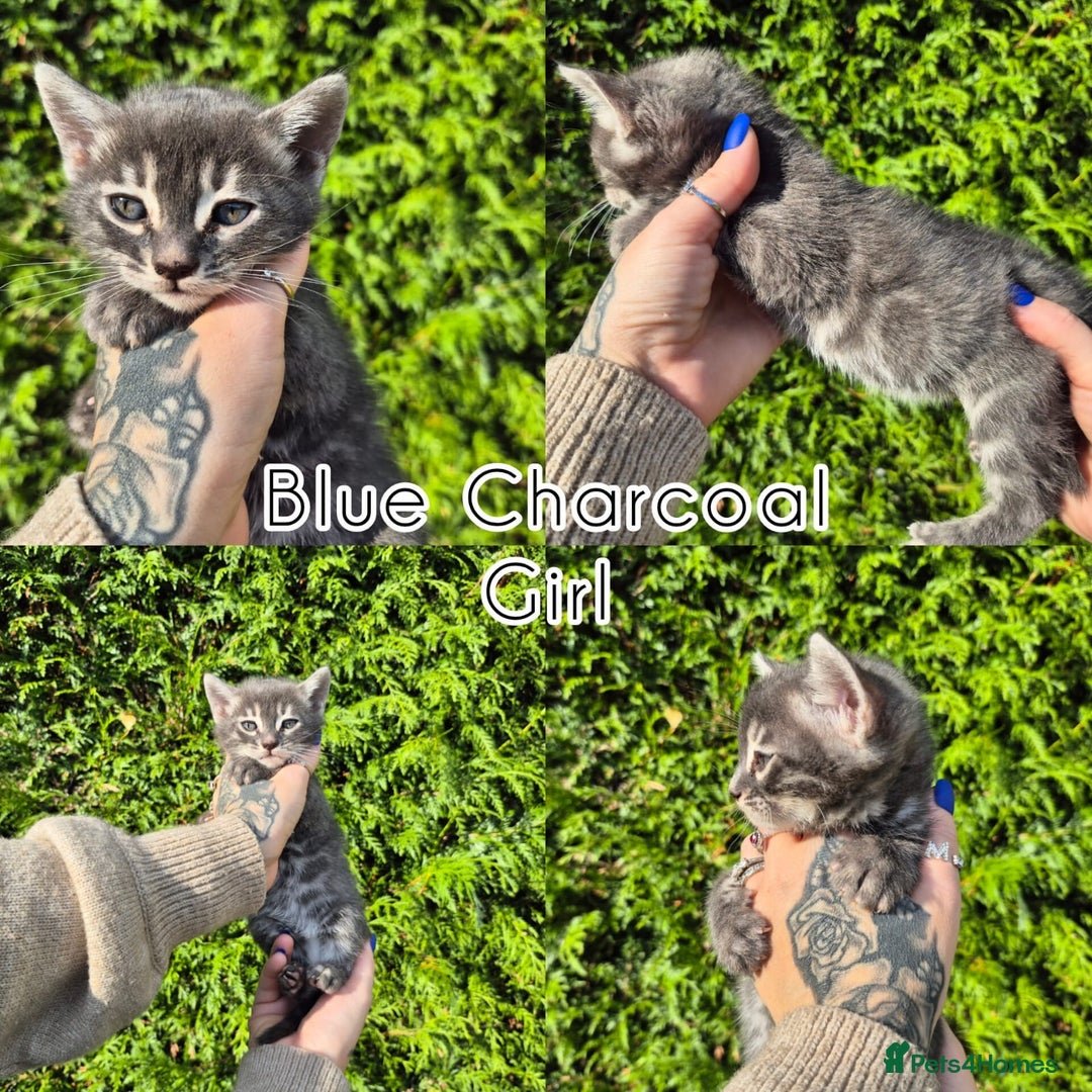Bengal cats for sale: 6 pure bred TICA Bengals 😻 - Image 9