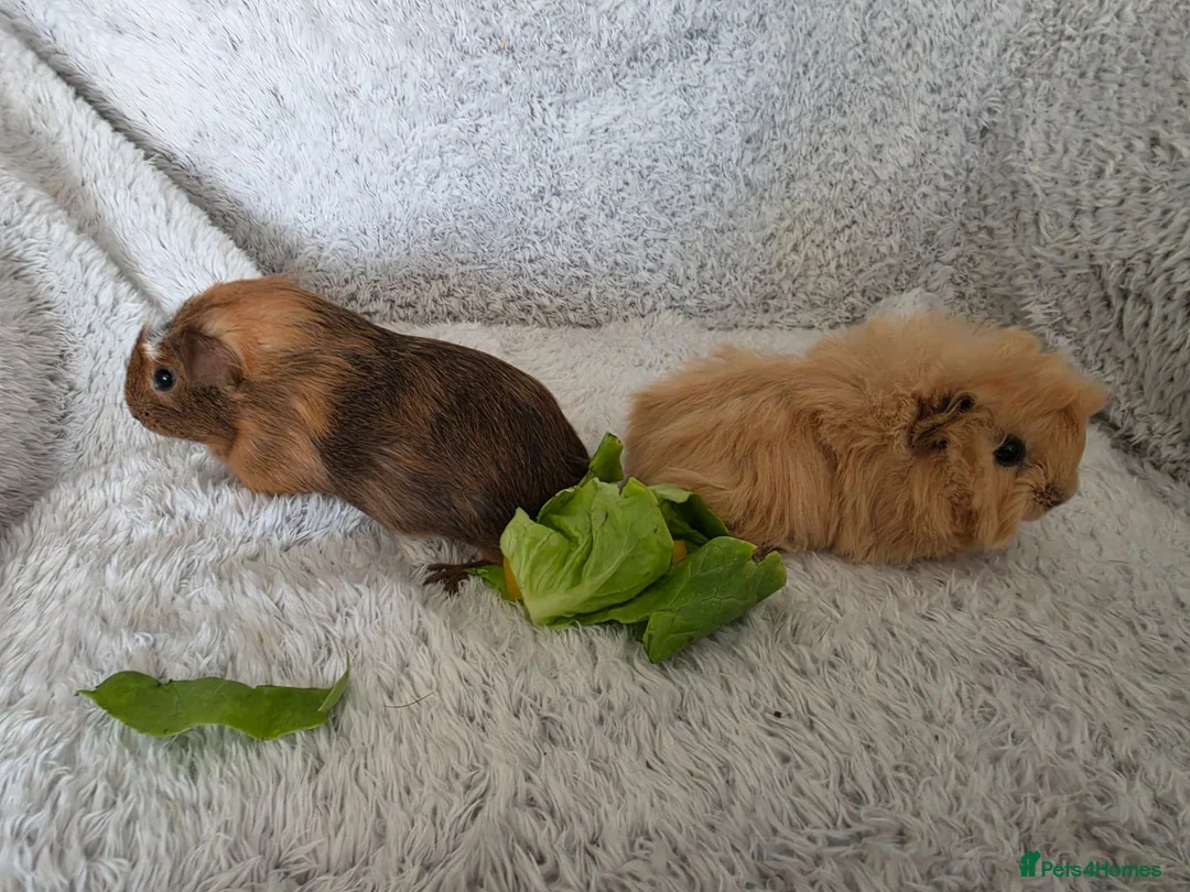 Guinea Pig rodents for sale: 2 girls rtl begininging of aug - Advert 3