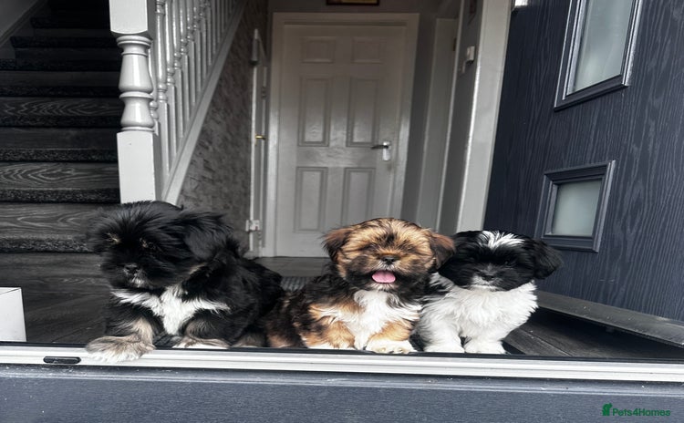 Lhasa Apso dogs in Carluke - Advert 1