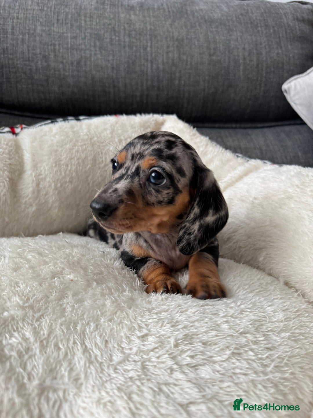 Miniature Dachshund dogs for sale: Adorable Miniature Dachshund Puppies  - Image 7