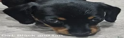 Miniature Dachshund dogs for sale: Beautiful miniture daschund puppies. in Redcar - Advert 8