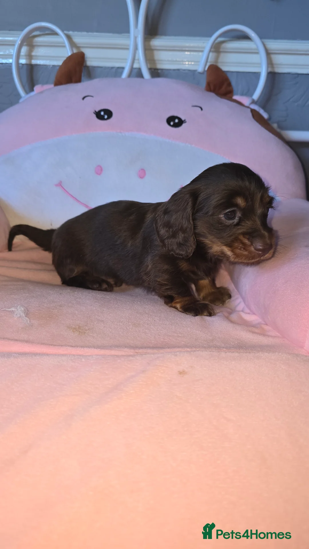Dachshund dogs for sale: Miniature long haired dashounds  - Advert 4