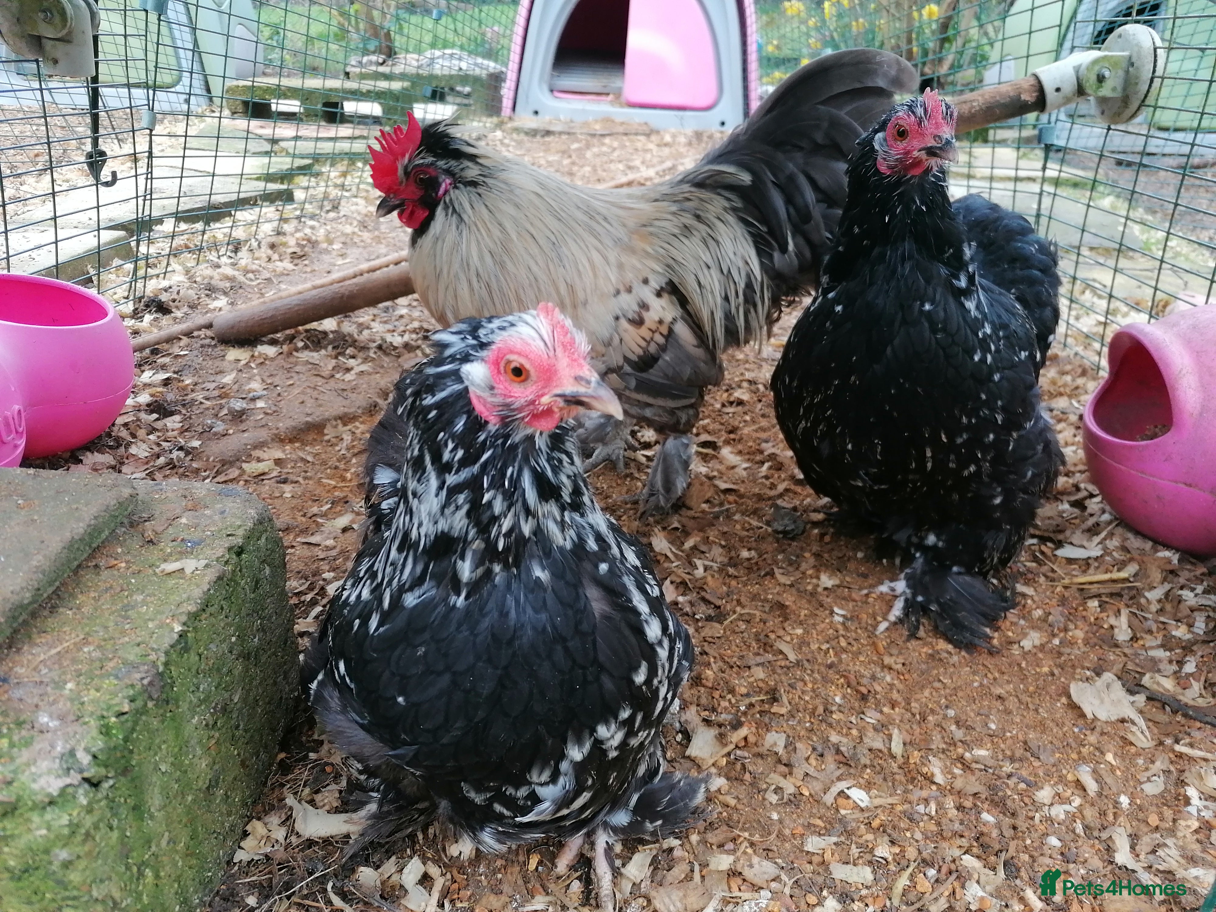 Chickens poultry Complete setup - Trio, Coop, Run, food, etc.... - Advert 1