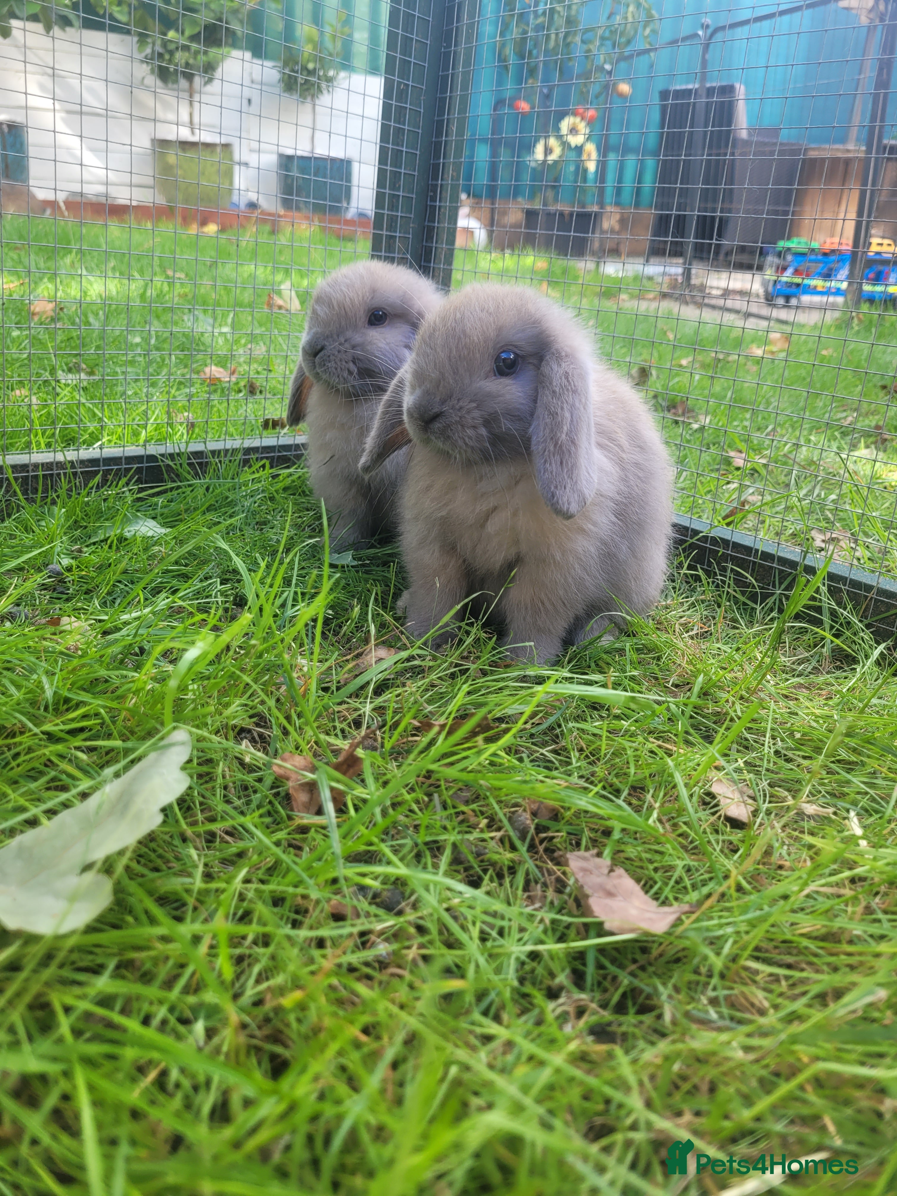 Mini Lop rabbits Mini lop bunny's 🐰 1 left - Advert 1