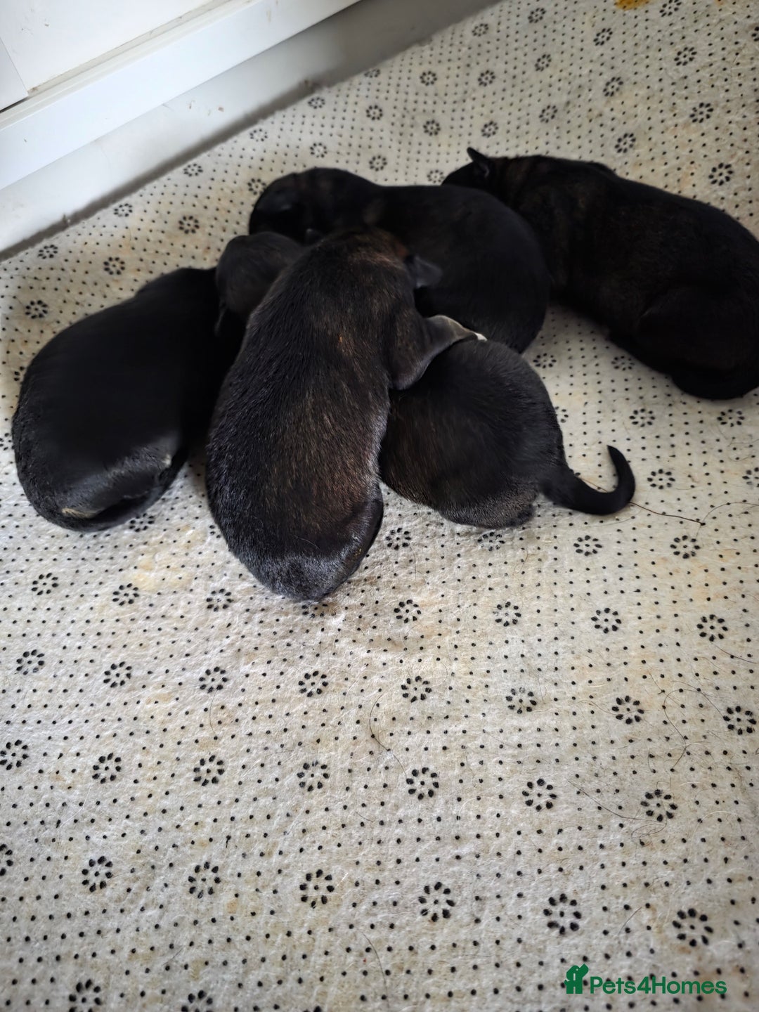 Mixed Breed dogs for sale: German shepherd cross Welsh collie puppies - Image 1