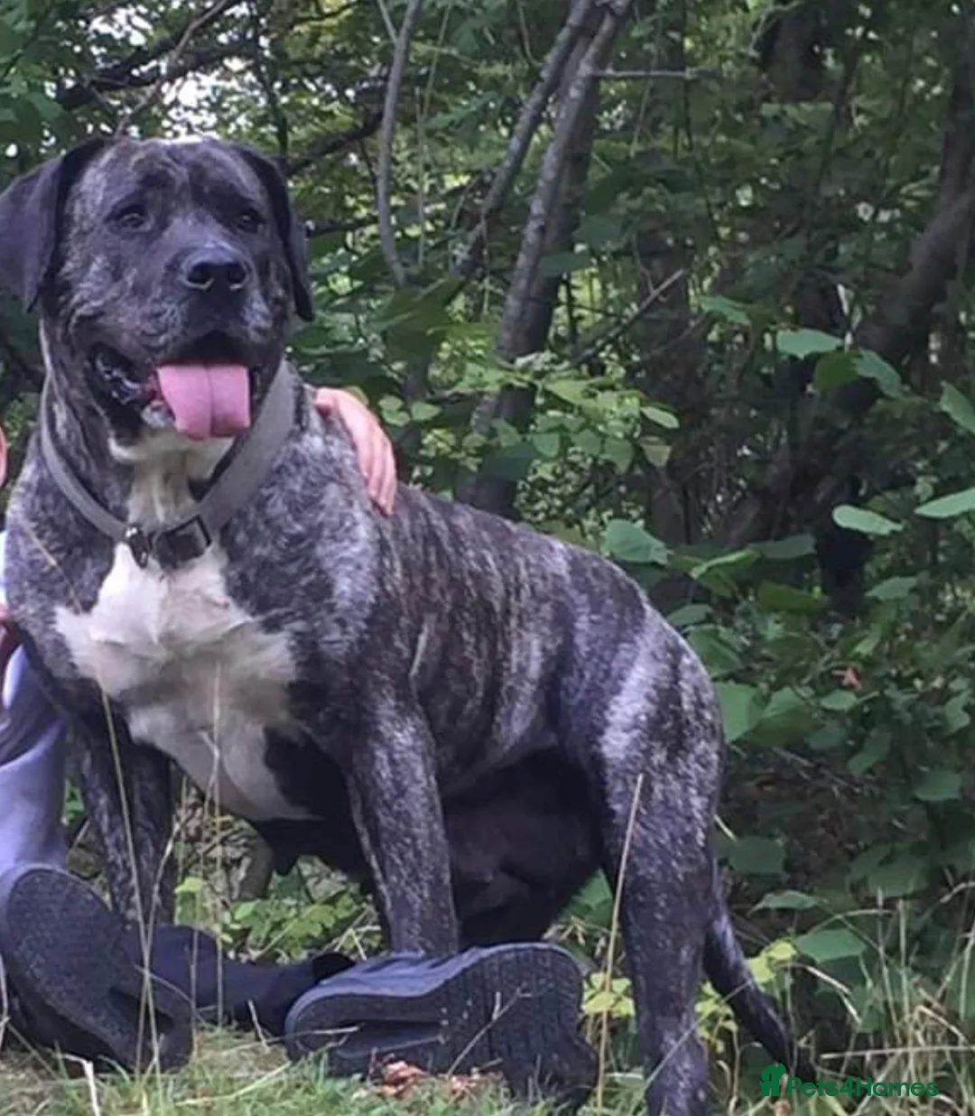 Cane Corso dogs for sale: 13 week old beautiful cane corso female pup  - Advert 8