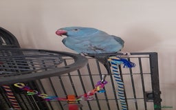 Parrots birds for sale: Bugys, Blue Indian Ringneck Parrot - Image 3