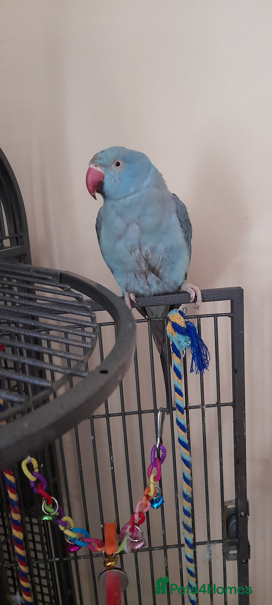 Parrots birds for sale: Bugys, Blue Indian Ringneck Parrot - Image 3