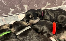 Miniature Schnauzer dogs for sale: Beautiful KC miniature Schnauzers  - Advert 23