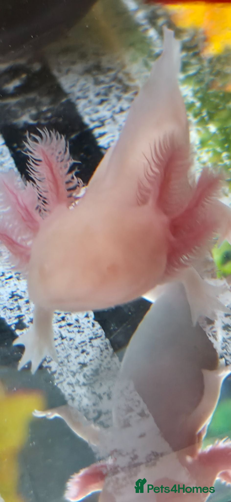 Axolotl reptiles Golden Albino Axolotl  - Advert 1