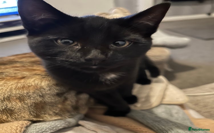 Mixed Breed cats Beautiful kitten - Advert 4