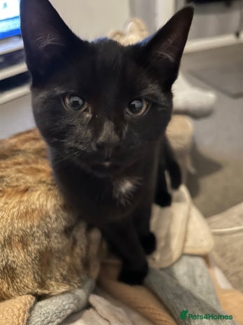 Mixed Breed cats Beautiful kitten - Advert 4