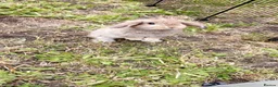 Mini Lop rabbits for sale: Mini Lop Bunny  in Houghton le Spring - Advert 5