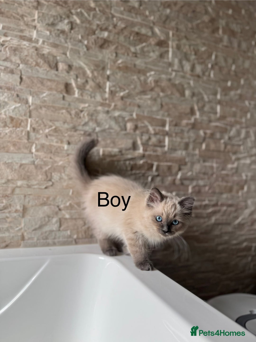 Ragdoll cats for sale: Ragdoll Kittens  - Image 5
