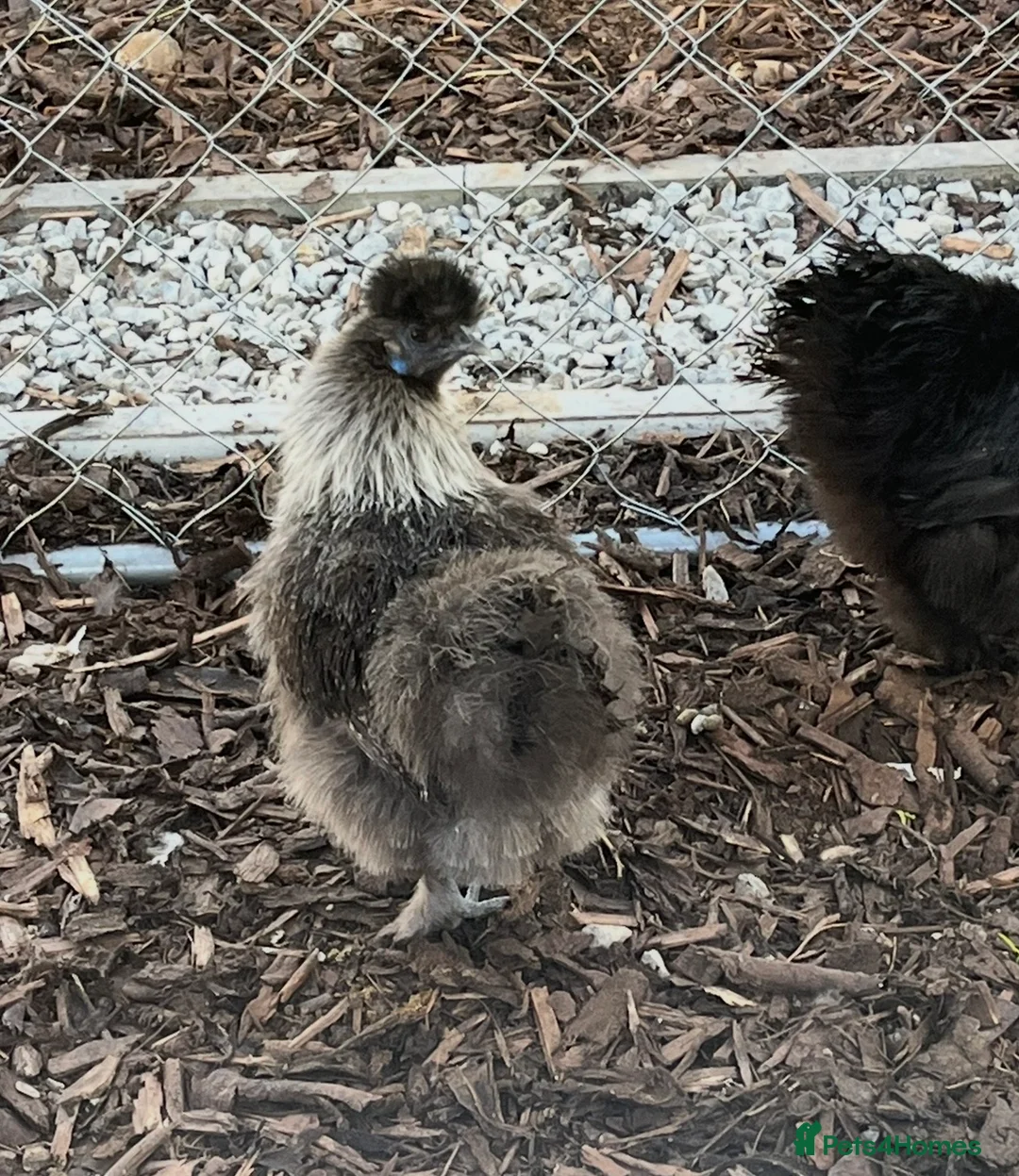 Chickens poultry for sale: Various breeds of chickens for sale  - Advert 7