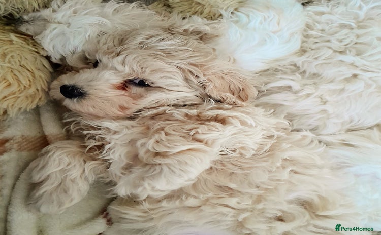 Maltipoo dogs F1 HEALTH TESTED FLUFFY TOY MALTIPOO PUPPIES  - Advert 1