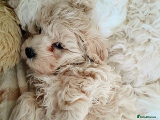 Maltipoo dogs F1 HEALTH TESTED FLUFFY TOY MALTIPOO PUPPIES - Advert 3