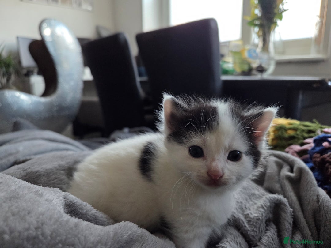 Mixed Breed cats for sale: 5 Fabulous kittens - Advert 25