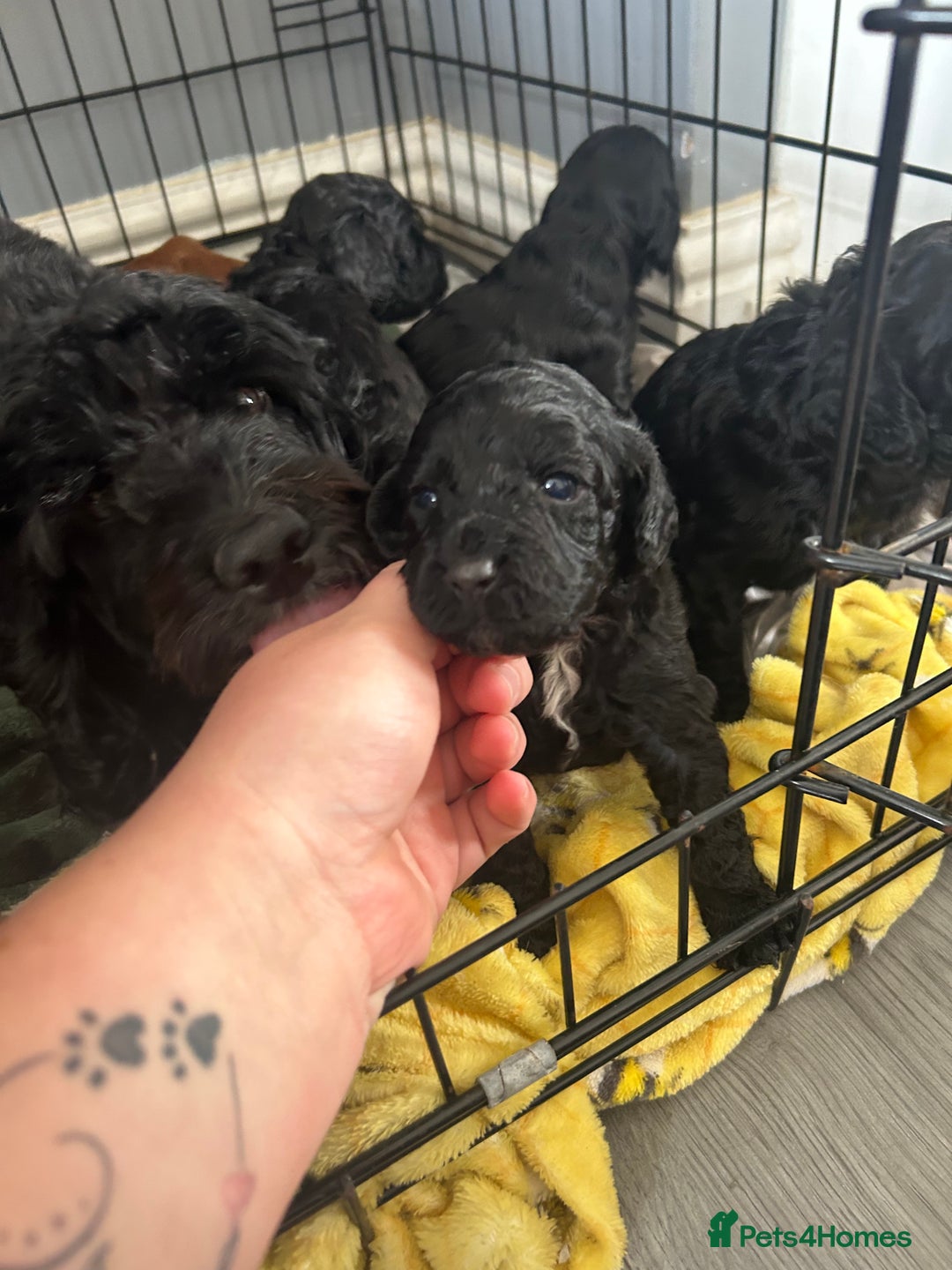Mixed Breed dogs for sale: Cavalier-poo  - Image 7