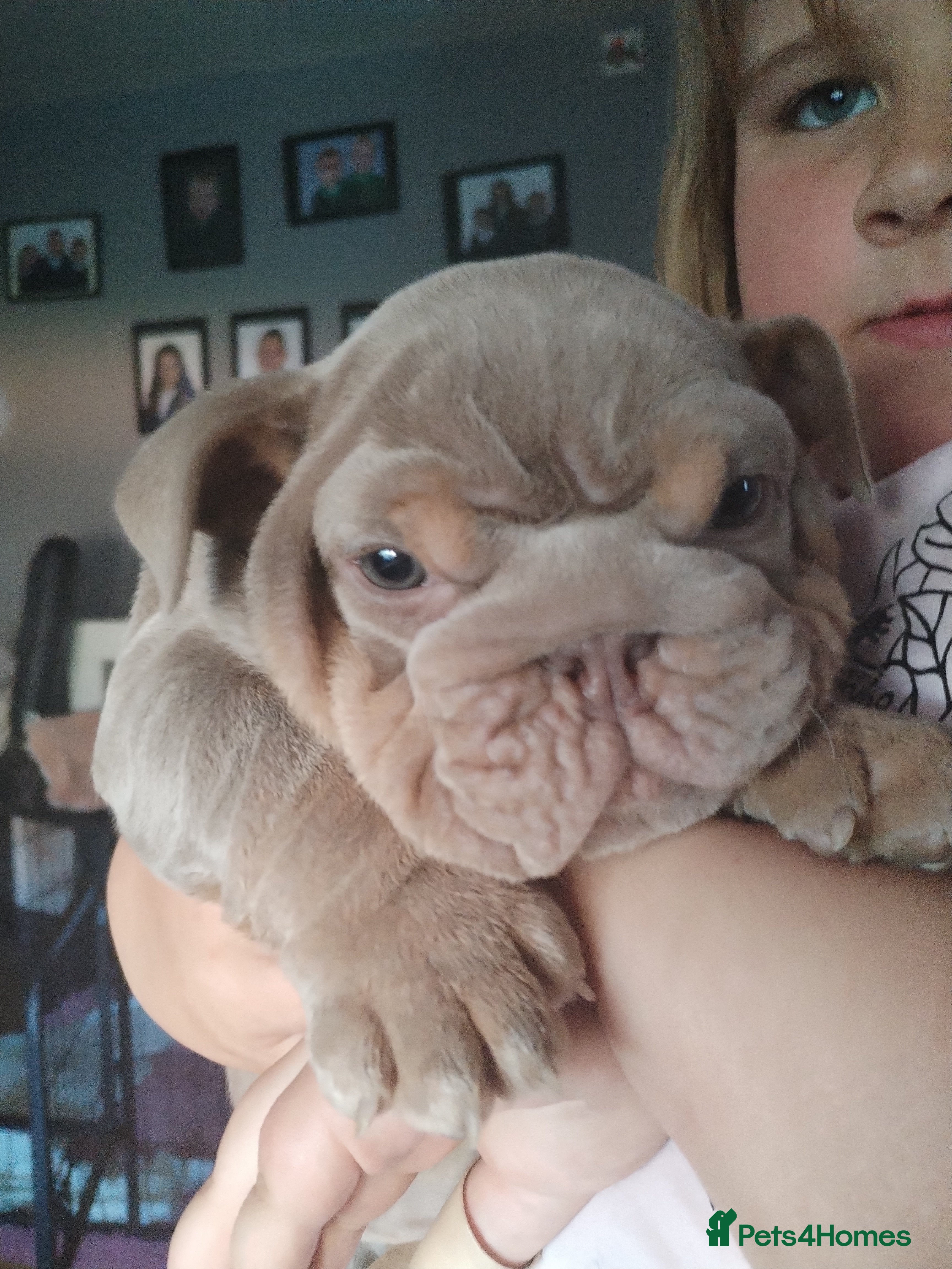 English Bulldog dogs Kc registered bulldogs  - Advert 1