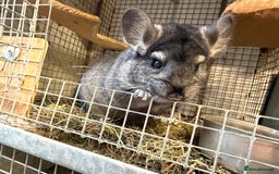 Chinchilla rodents for sale: Males and female chinchillas.  - Advert 15