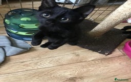 Mixed Breed cats for adoption: Kittens for adoption - Image 1