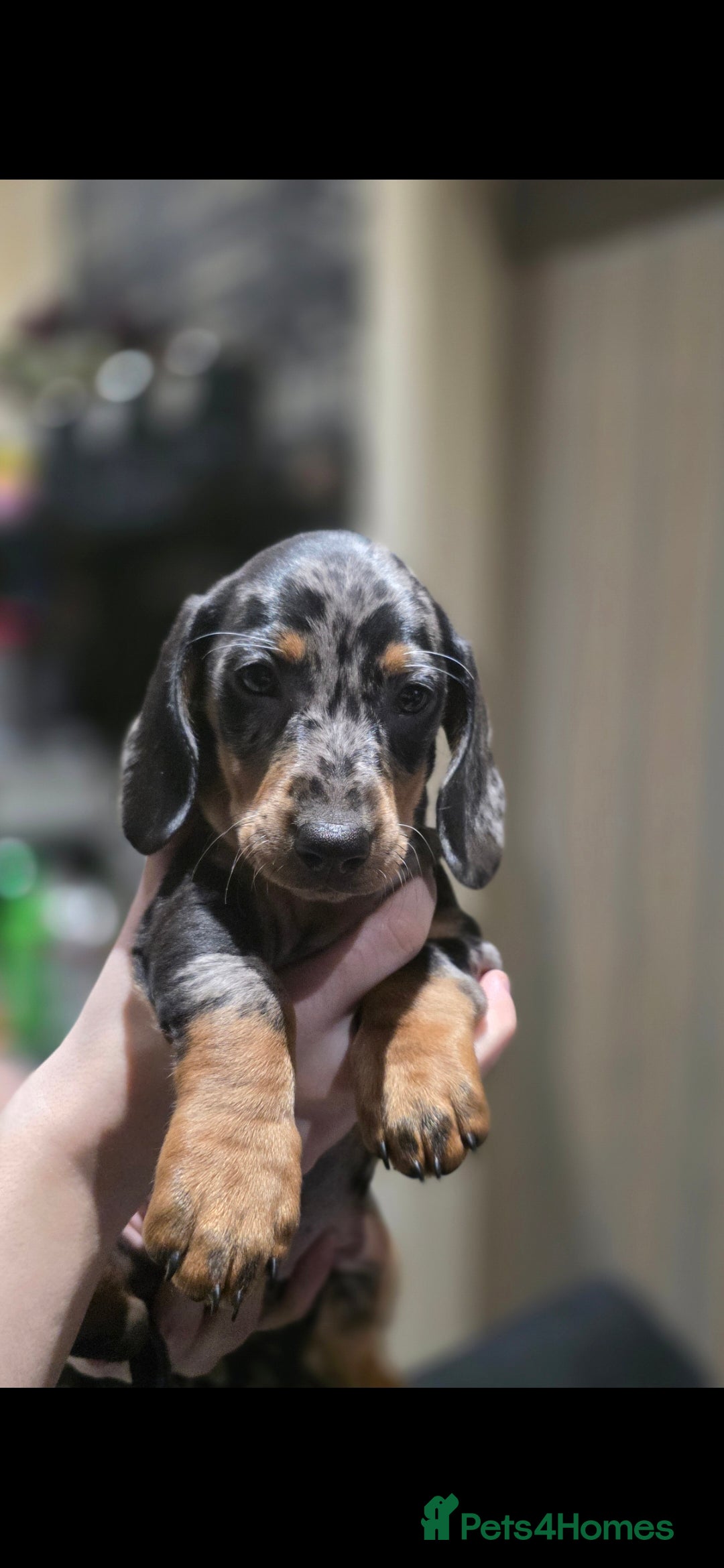 Dachshund dogs for sale: Beautifull puppies  - Advert 18