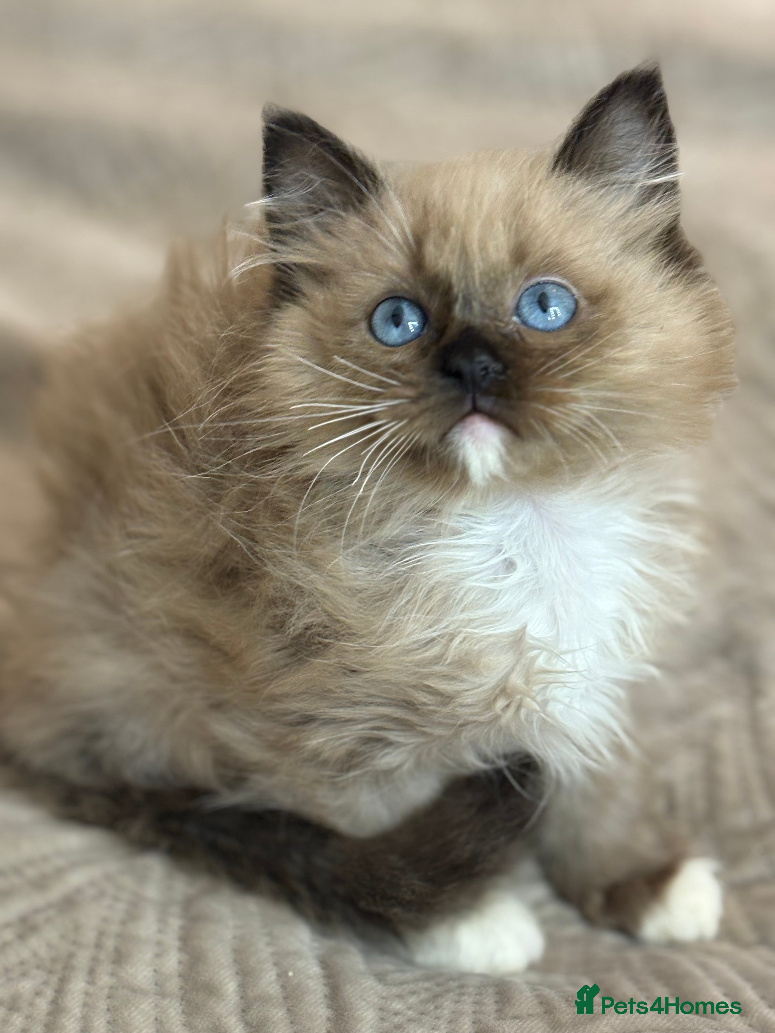 Ragdoll cats Last seal mink tica boy left 🤍 - Advert 13