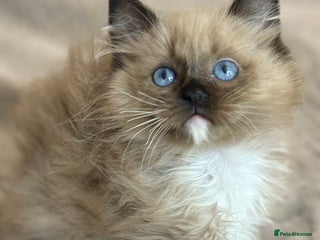 Ragdoll cats Full pedigreed ragdoll kittens - Advert 2