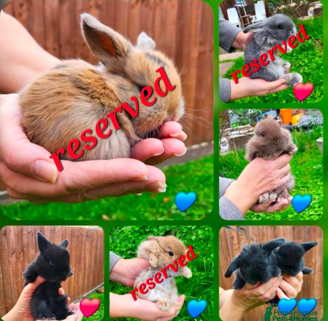 Mini Lop rabbits for sale: Beautiful mini lops - Advert 15