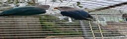 Lovebirds birds for sale: Young Fisher lovebirds for sale - Advert 2