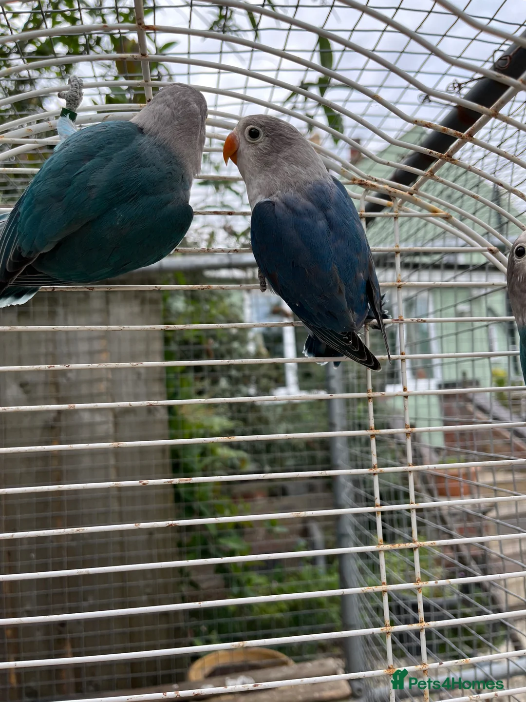 Lovebirds birds for sale: Young Fisher lovebirds for sale - Advert 2