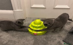 Russian Blue cats for sale: Russian Blue Kittens - Image 20