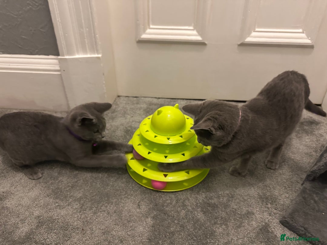 Russian Blue cats for sale: Russian Blue Kittens - Image 20
