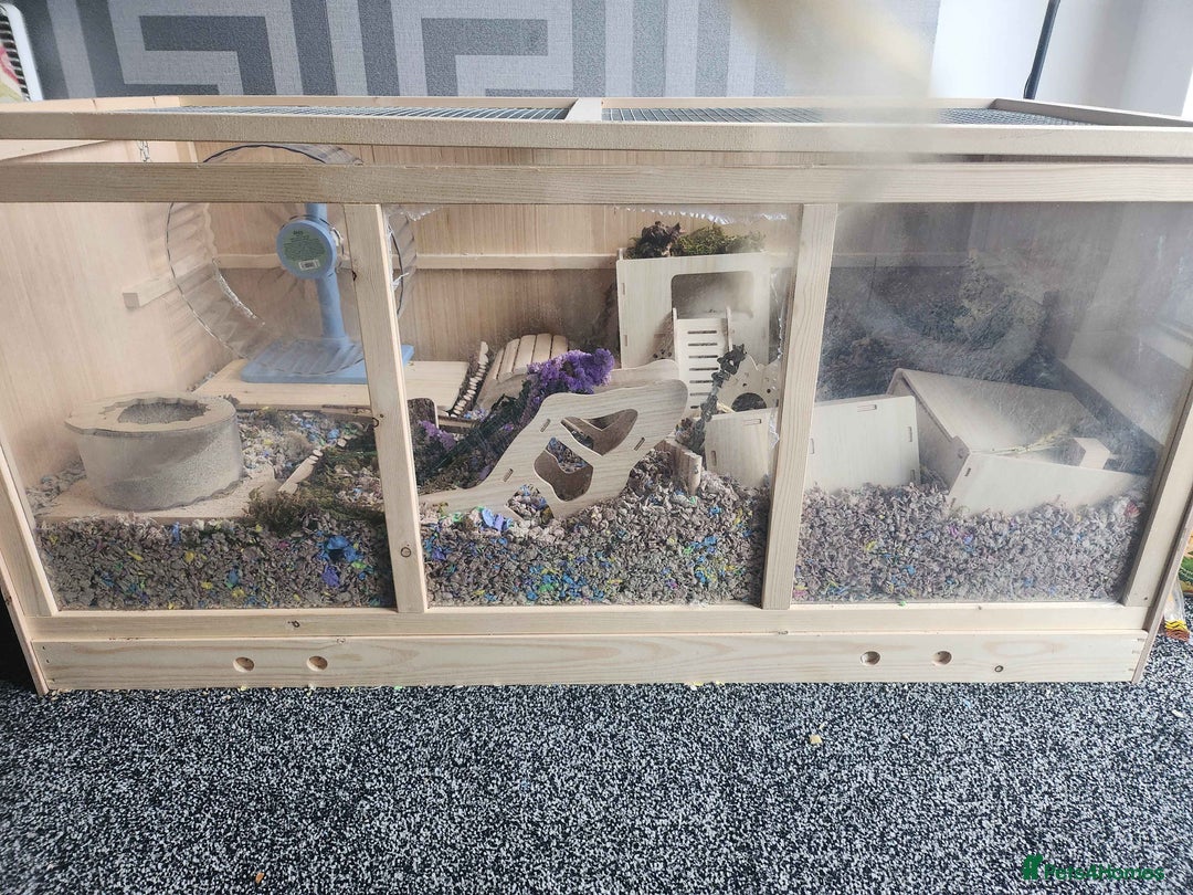 Hamster rodents for sale: Lovely Male Syrian Hamster for Sale with cage - Advert 5