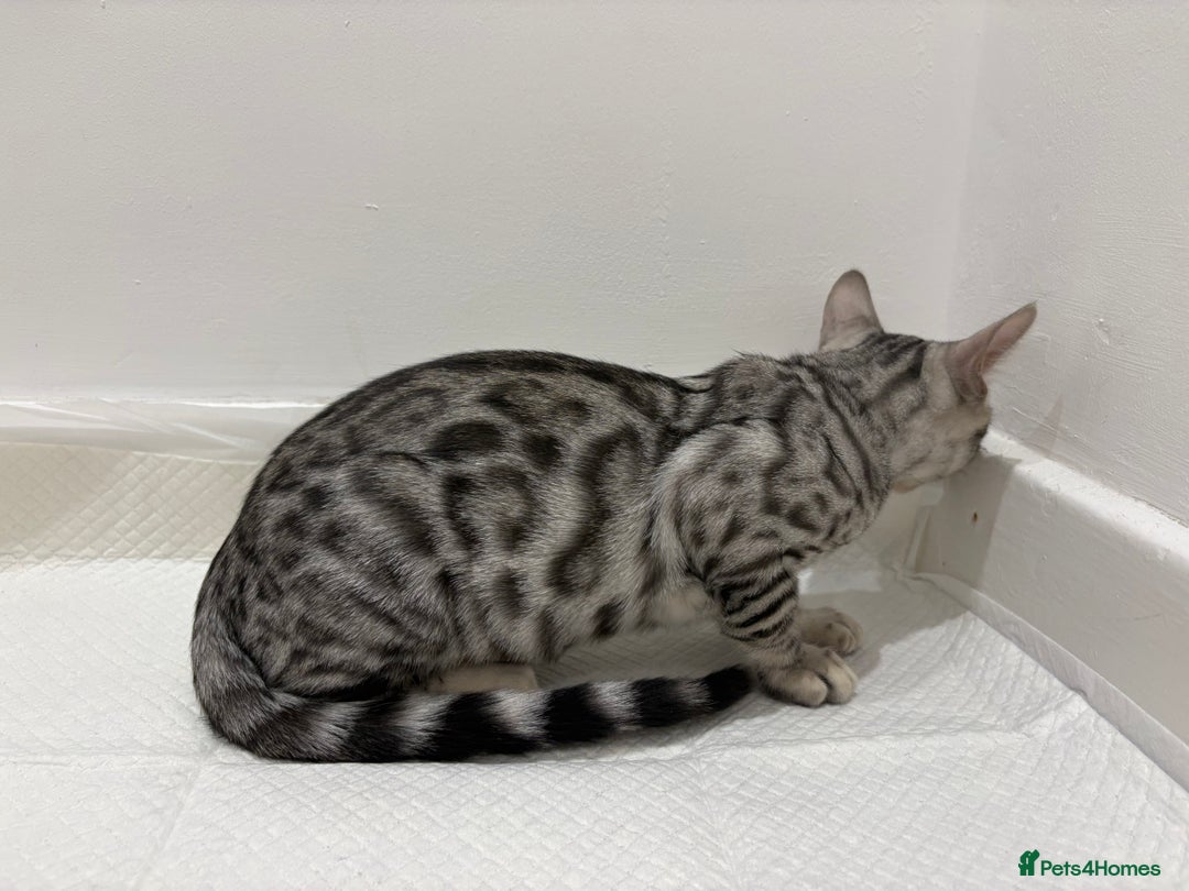 Bengal cats for sale: 2 BENGAL BOYS FOR SALE!  - Advert 6